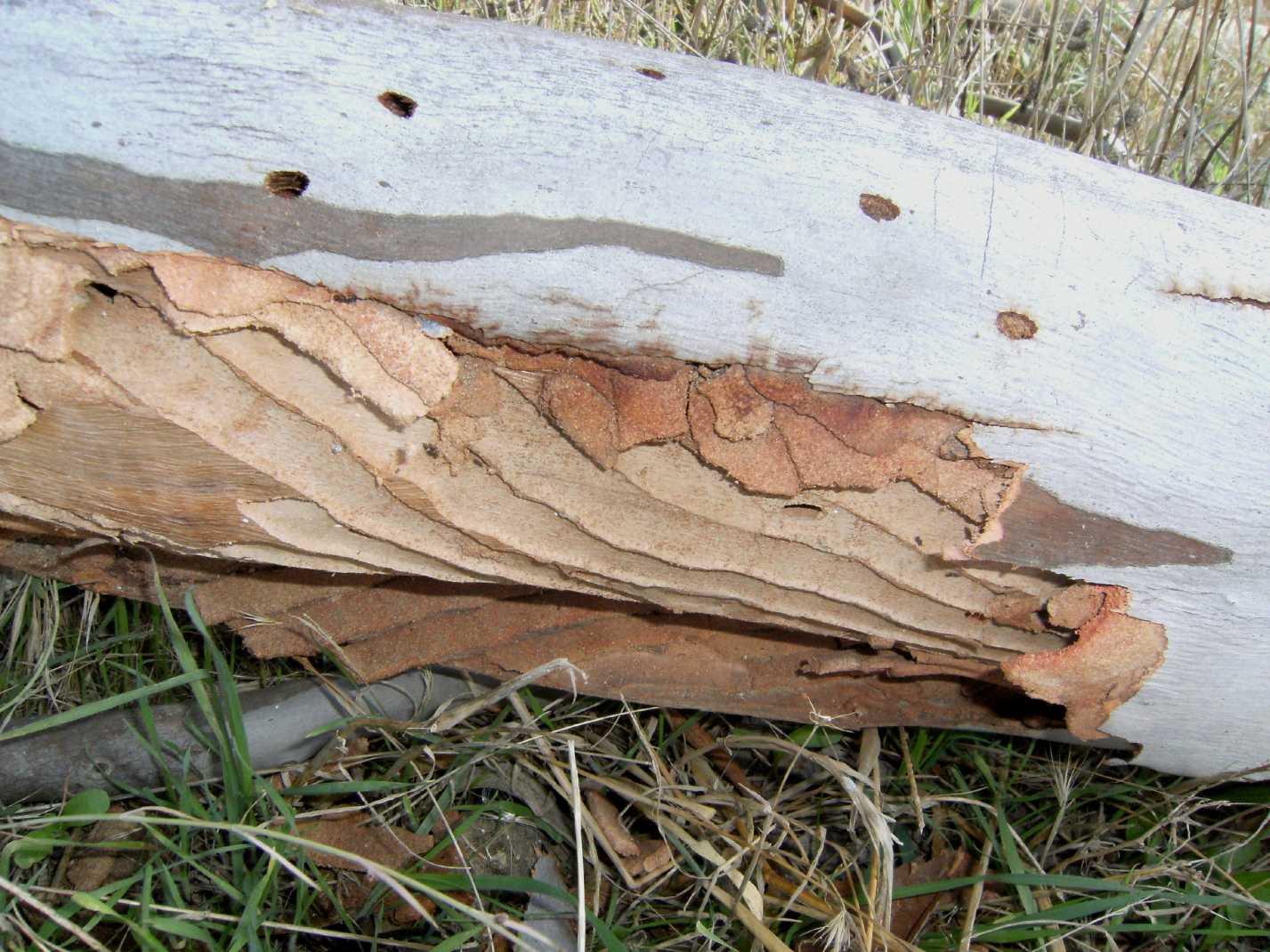 Effetti del mangiare il legno (gallerie larve Cerambycidae)